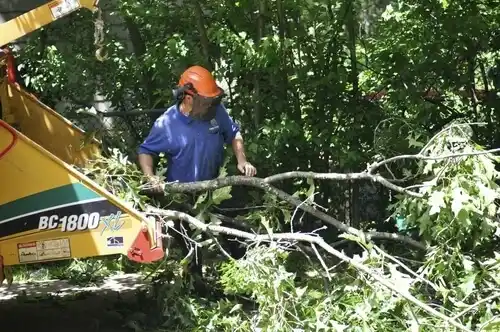 tree services Webb City
